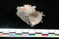 藏品(棘冠螺)的圖片